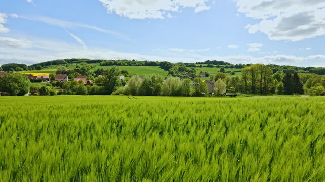 A lush green wheat field waves gently in the breeze surrounded by rolling hills and a peaceful village Bright sunlight and white clouds create a warm serene atmosphere
