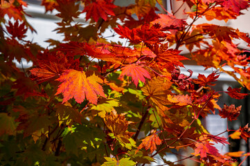 Colourful maple leaves in autumn season color when the leaves change colorful of is in the park, green, yellow, orange and red discoloration