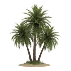 Three lush green palm trees, with textured brown trunks on a sandy patch with grass, isolated on white or transparent background. PNG