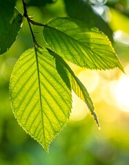 Sunlit Green Leaves - A Close-Up of Natures Beauty.