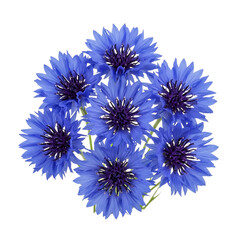 Cluster of vibrant blue cornflower blossoms, with dark purple centers, isolated on white or transparent background. PNG