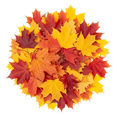 Pile of colorful maple leaves, in red orange and yellow hues, isolated on white or transparent background. PNG