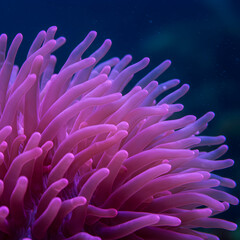 Vibrant pink sea anemone tentacles sway gently in the deep blue ocean waters