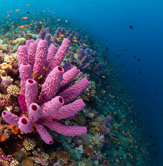 Vibrant coral reef teeming with colorful fish in clear blue ocean water, showcasing diverse marine life and underwater beauty.