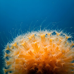 Vibrant orange coral polyps bloom in the deep blue ocean, showcasing intricate underwater life and delicate textures.
