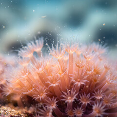 Delicate coral polyps bloom in a vibrant underwater garden, revealing intricate marine life.