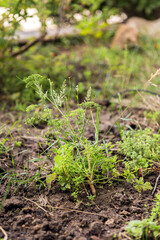 Organic aromatic herbs growing in soil