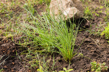 Organic aromatic herbs growing in soil
