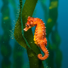 Vibrant orange seahorse clings to lush green kelp in clear blue ocean water.