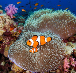 Vibrant clownfish nestle safely within a large, textured anemone in a colorful coral reef.