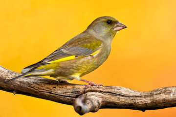 Gr&uuml;nfink im Herbst