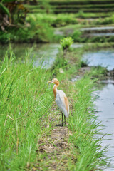 A cattle egret (a.k.a Kuntul Kerbau) standing on a rice paddy embankment in Ubud, surrounded by lush tropical greenery and bright natural light.