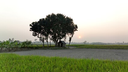 Wide Farmland with Banyan Tree and Cottage at Dusk – Peaceful Rural Scenery photo - Cinematic...