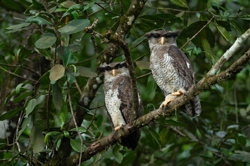 The barred eagle-owl, also called the Malay eagle-owl