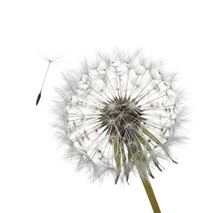 Close up of a white dandelion seed head, with one seed detached and floating, isolated on white or transparent background. PNG