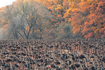 Autumn agricultural landscape, Fields fading into colorful horizon, Dying sunflower stalks beneath vibrant fall trees