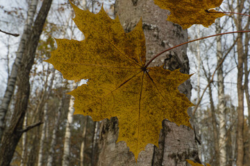 Golden Maple Leaf Clinging to a Tree in Autumn Forest