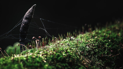 Close-up of green moss with delicate spider web in morning forest light. Natural texture and bokeh create a mysterious, cinematic atmosphere.