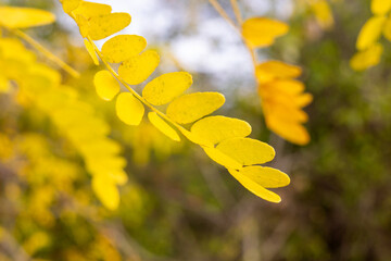 A close-up of a branch with vibrant yellow leaves in autumnal color hangs in soft focus against a natural, blurred green and white background, highlighting the seasonal change and golden hour light.