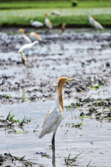 A single cattle egret with a slightly orange neck stands on a lush rice field, while a few others appear blurred in the background.