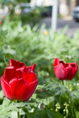 Street sketches of the spring city.