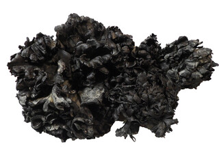 A dark black mushroom