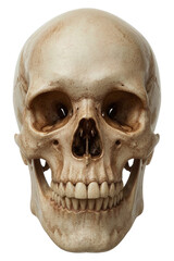 Obraz premium Human Skull