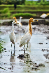 Two cattle egrets (a.k.a Kuntul Kerbau), one golden and one white, stand alert on a muddy rice field surrounded by other birds in soft focus.