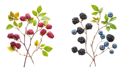 Two branches with ripe berries and green leaves isolated on transparent background