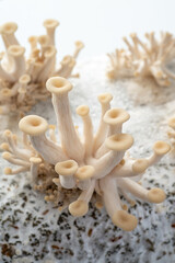 Close up of Fresh Oyster Mushrooms Growing Out of Grow Bag and Substrate