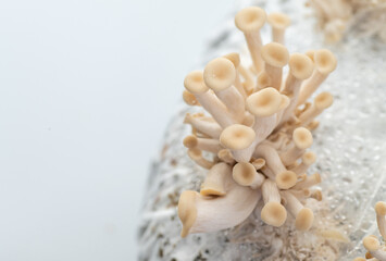 Close up of Fresh Oyster Mushrooms Growing Out of Grow Bag and Substrate