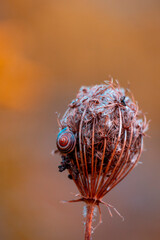 A beautiful close-ups of autumn details in Latvia, Northern Europe