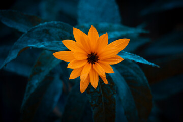 A beautiful close-ups of autumn details in Latvia, Northern Europe