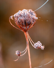 A beautiful close-ups of autumn details in Latvia, Northern Europe