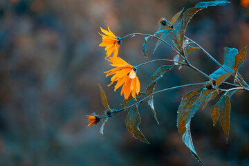 A beautiful close-ups of autumn details in Latvia, Northern Europe