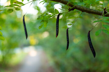 A beautiful close-ups of autumn details in Latvia, Northern Europe