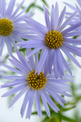 Close up of Light Purple Aster Flowers with Yellow Centers