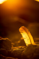 A beautiful close-ups of autumn details in Latvia, Northern Europe