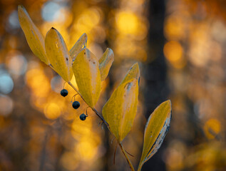 A beautiful close-ups of autumn details in Latvia, Northern Europe