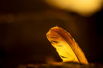 A beautiful close-ups of autumn details in Latvia, Northern Europe