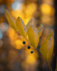 A beautiful close-ups of autumn details in Latvia, Northern Europe