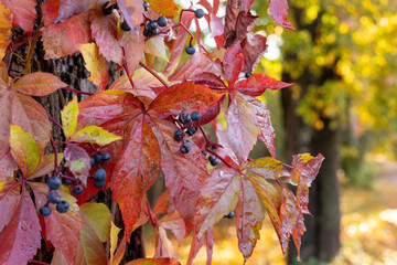 A beautiful close-ups of autumn details in Latvia, Northern Europe