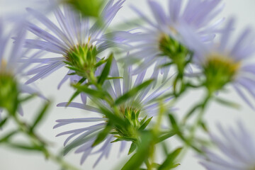 Close up of Light Purple Aster Flowers with Yellow Centers
