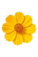 Obraz premium Yellow Cosmos high quality Realistic image.