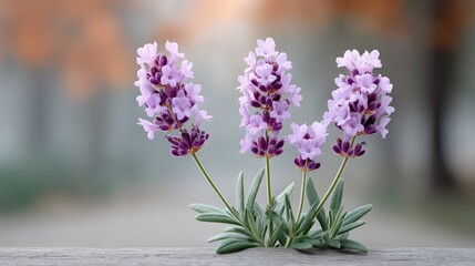 Close up macro photograph of three delicate purple lavender flowers with green leaves and visible water droplets under soft warm morning sunlight with a blurred background of autumn trees.