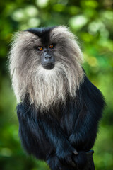 Lion-tailed macaque