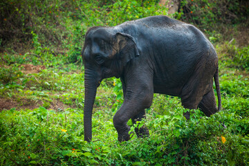 Obraz premium elephant in the wild