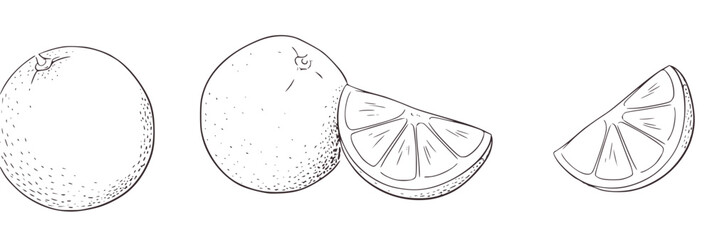 Hand Drawn Oranges and Slices citrus fruit