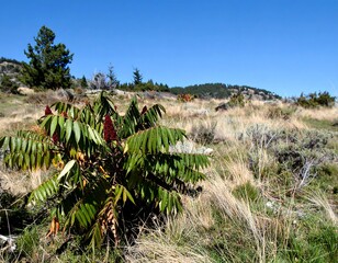 Sumac Shrub in a Dry Grassy Field Under a Blue Sky.
