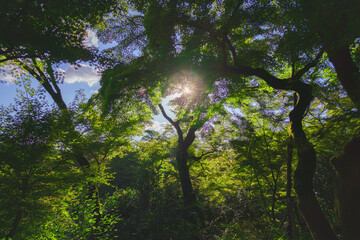 Fototapete bei efototapeten.de bestellen   